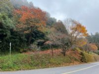 1101218-1219協會阿里山輕旅行2日遊