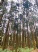 1101218-1219協會阿里山輕旅行2日遊