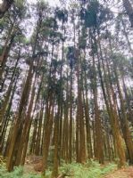1101218-1219協會阿里山輕旅行2日遊