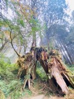 1101218-1219協會阿里山輕旅行2日遊
