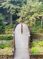 1101218-1219協會阿里山輕旅行2日遊