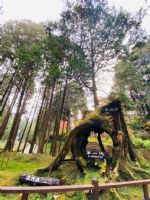 1101218-1219協會阿里山輕旅行2日遊