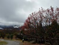 1101218-1219協會阿里山輕旅行2日遊