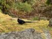 1101218-1219協會阿里山輕旅行2日遊