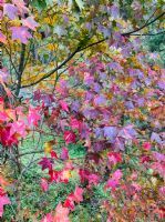 1101218-1219協會阿里山輕旅行2日遊