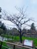 1101218-1219協會阿里山輕旅行2日遊